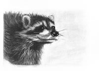 Original Drawing 12" x 9" Raccoon